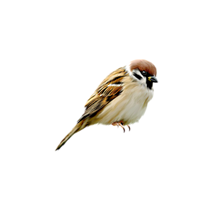 Sparrow PNG-20113